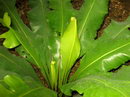Bird's Nest Fern